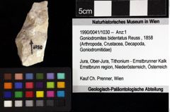 Foto (Objket + Etiketten) von Goniodromites bidentatus (Reuss, 1858) 